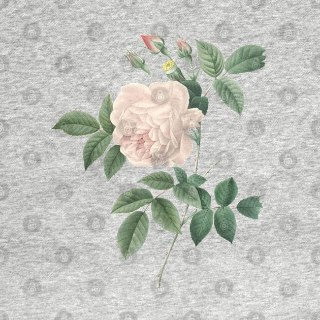 White Rose Flower Vintage Botanical Illustration by Biophilia